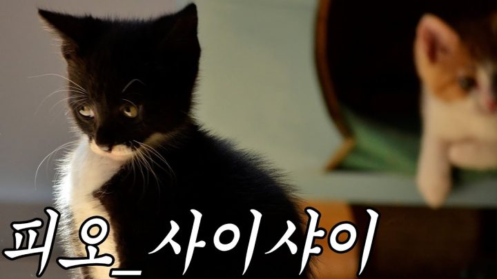[한시간 듣기] 피오 - 사이샤이