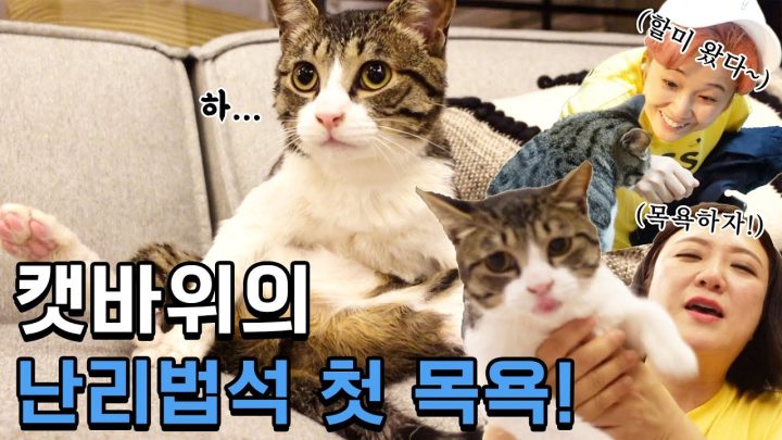 (ENG)냥생 1년차 바위🐱 생애 첫 목욕했어요🛁