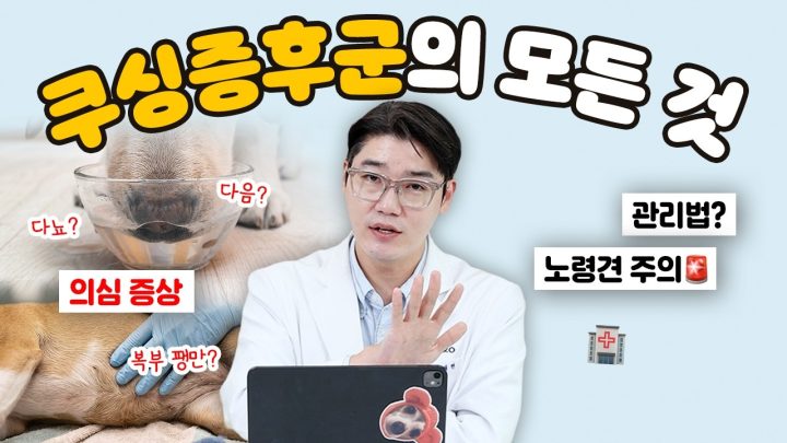 단순 노화 증상이 아닌 '이 질병'‼️ 쿠싱증후군 증상과 진단에 대해 알려드려요! | 설채현 행동학 수의사