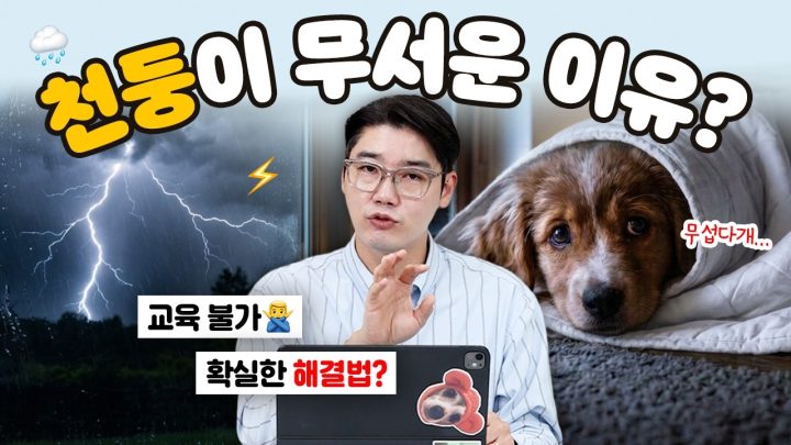 강아지가 천둥&번개를 무서워하는 이유 ⛈️ 장마철 최대 고민 해결해 드려요! | 설채현 행동학 수의사