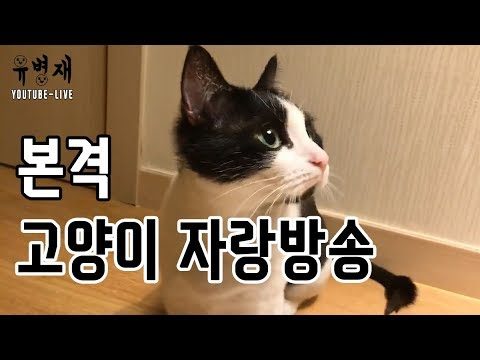 [유병재 라이브] 본격 고양이 자랑 방송