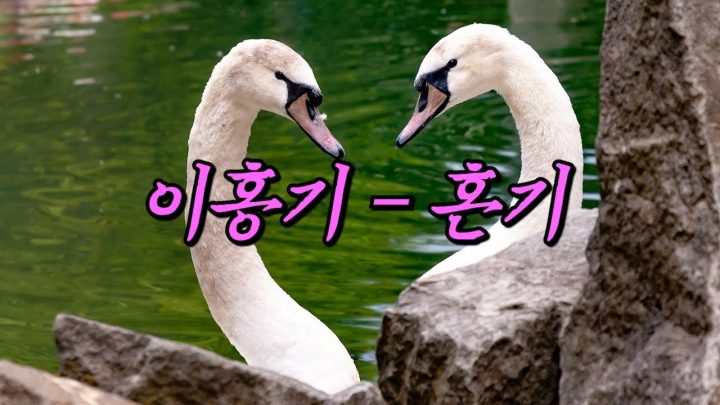 [한시간 듣기] 이홍기 - 혼기 (홍기의 혼기)