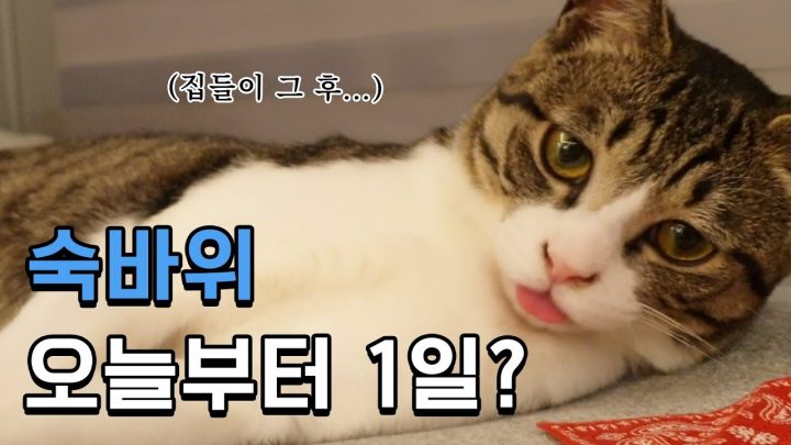 (ENG)숙바위 오늘부터 1일?❤️ 숙에게 손을 내어주시겠습니까...?ฅ^•ﻌ•^ฅ