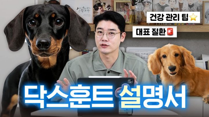 (⚠️ 허리 디스크) 닥스훈트 대표 유전 질환과 관리 팁 알려드려요! | 견종 설명서 | 설채현 행동학 수의사