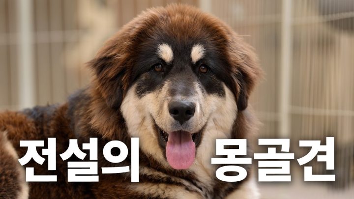 몽골에서 누가 돌아왔게~? 늑대로부터 가축을 지키는 몽골의 전설 방카르 | 견종백과 방카르편