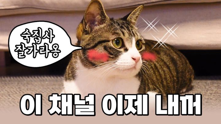 카메라 욕심 부리는 😺바위｜바위를 사로 잡은 소리의 정체는? (feat. 코딱지)