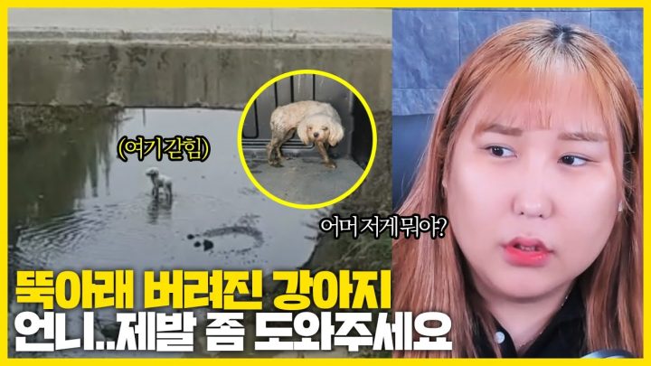 3m가 넘는 수로에서 유기견을 구조 했습니다..너무 화가나네요