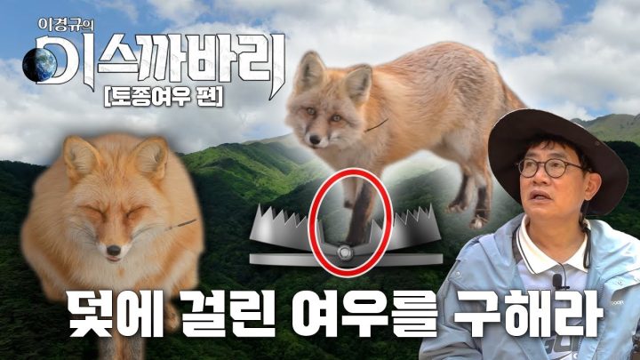 불법 사냥꾼과의 혈투! 생존을 위한 몸부림  [디스까바리-토종 여우] EP.02