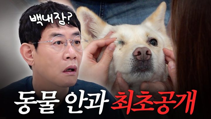 사람뿐만 아니라 강아지도 피할 수 없다는 악성 백내장의 진실과 치료법 (이경규 반려견 재키)