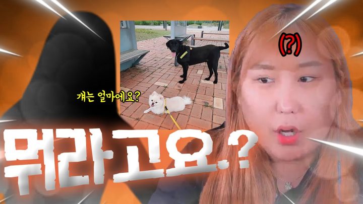 강아지 그렇게 키우지 마세요