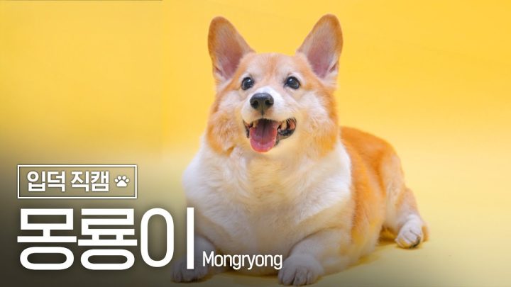 💛몽룡이 입덕 직캠💛｜몽룡 (MONGRYONG)
