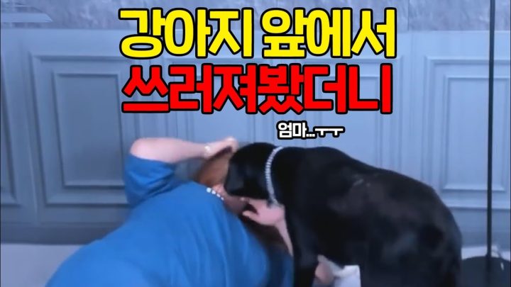 강아지들 앞에서 죽은척을 하면..?