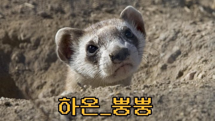 [한시간 듣기] 하온 - 뿡뿡 (HAON's killing fart)