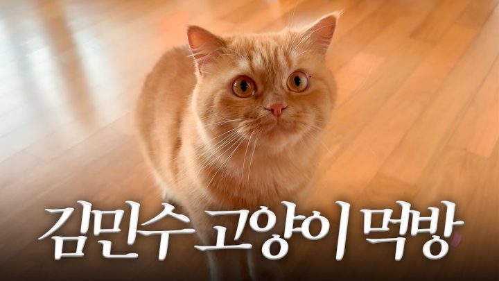 고양이 츄르 먹방 [민수롭다 스페셜 영상]
