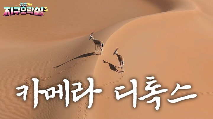 시청각 밸런스 붕괴주의⚠️ [하이라이트 카메라디톡스ver]