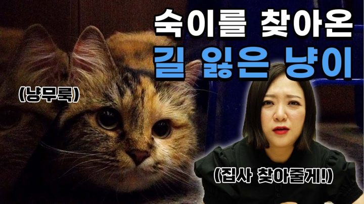(ENG)엘베에서 만난 길 잃은 아기 고양이⁉🐱 냥집사 찾아 삼만리🏃