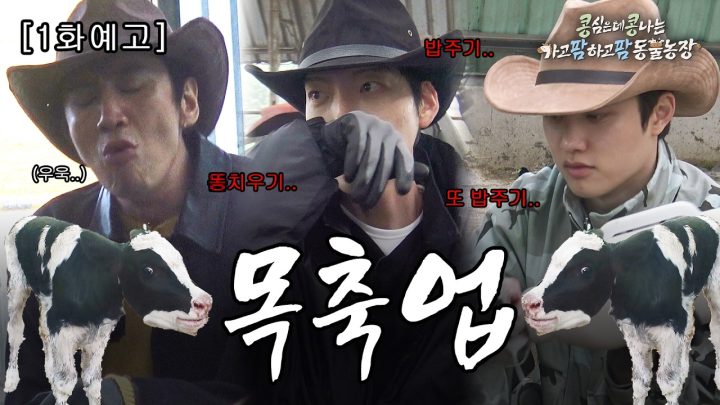 [1화 예고] 어떻게 소똥까지 사랑하겠어, 소를 사랑하는 거지ㅣ 🐮🐴 콩콩팜팜