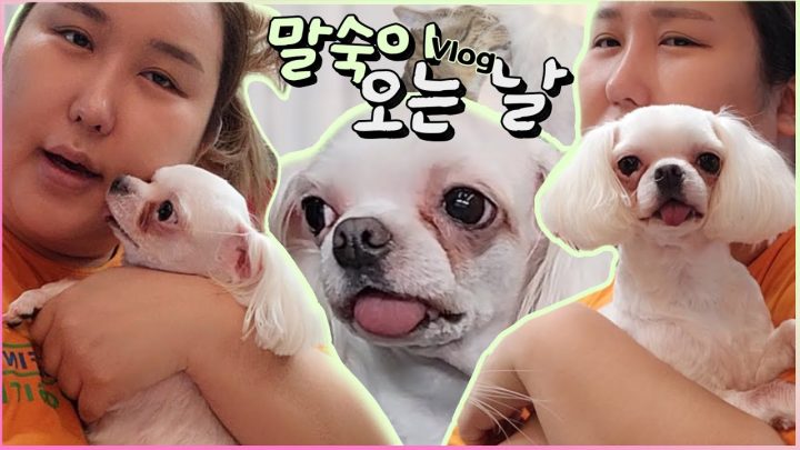 [VLOG] 일상브이로그 📷 | 5개월만에 유기견 말숙이와 만났습니다!!! 🐶