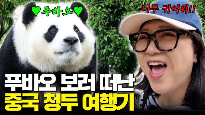 ※푸바오 최신 근황 공개※ 중국 청두에서 푸바오 직관! 식도락 여행에서 푸며들고 온 SSUL…𖤐