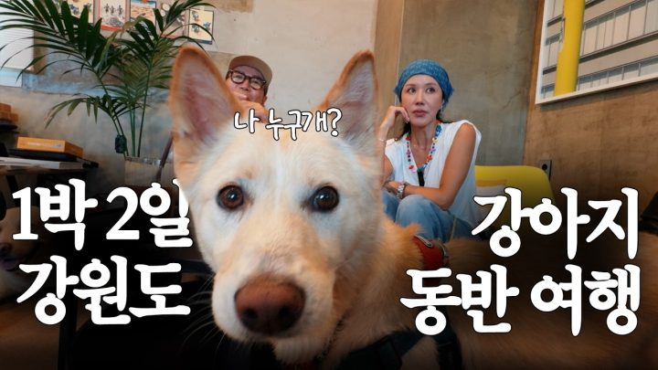 정화랑 해듬이랑 슈퍼랑 48시간 데이트, 강쥐들 아이템 소개까지♡