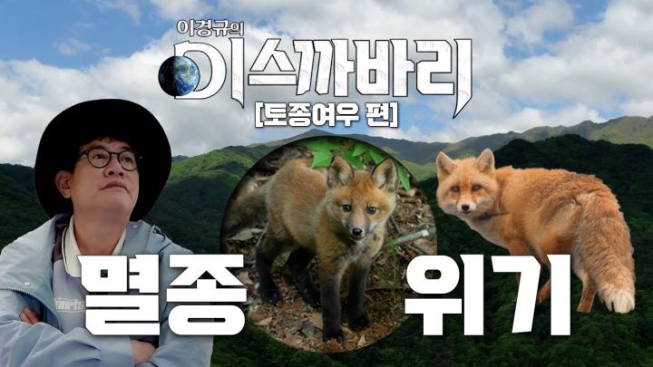멸종 된 줄 알았던 토종 여우, 복원 프로젝트의 시작! [디스까바리-토종 여우] EP.01