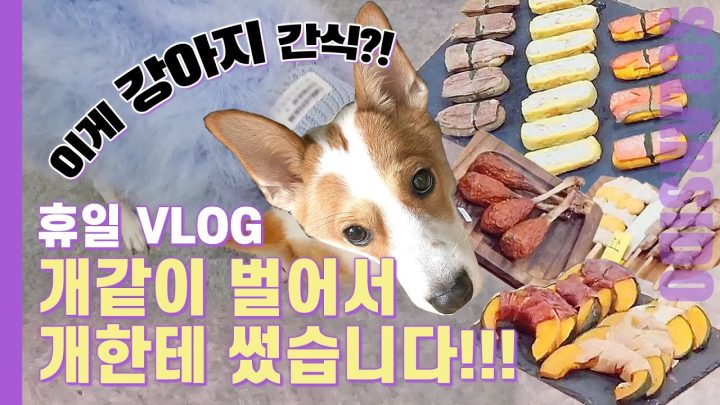 휴일 Vlogㅣ초호화 강아지음식,최고가 강아지옷,펫페어,강아지용품