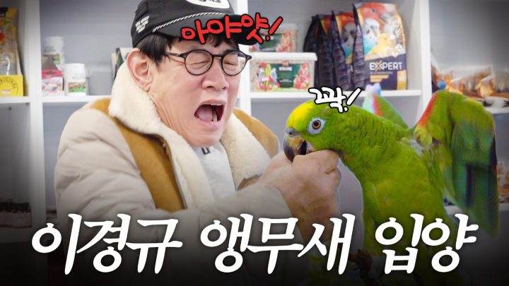 7살 수준의 지능을 가진 천재 앵무새한테 '새대가리'가 욕인지 물어봤다