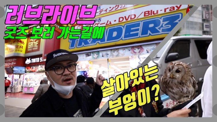 [데프콘TV] 아키바에는 러브라이브 굿즈샵이 있다?Feat.살아있는 부엉이