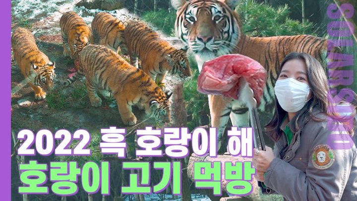 2022년!!! 호랑이 기운 제대로 받아 가실 분들 커몬!!!