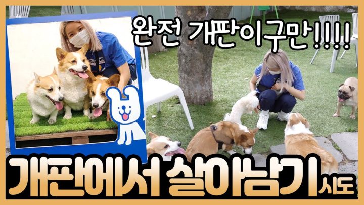 어딜가나 시선집중! 대박이,행운이,건강이를 소개합니다~ 겸궁뎅주의ㅠㅠ