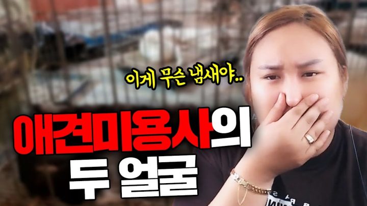 최악의 애견미용실 다녀 온 썰