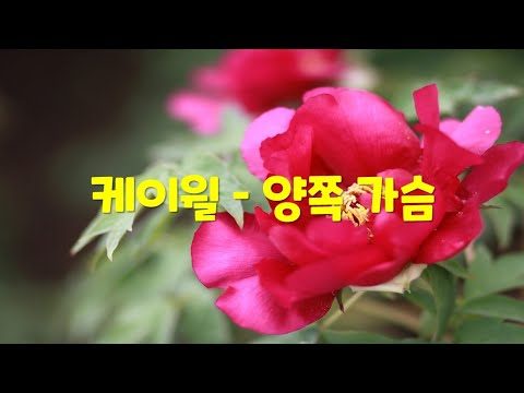 [한시간 듣기] 케이윌 - 양쪽 가슴 (왼쪽, 오른쪽, 한 쪽 가슴만이 아닌 양쪽 가슴이 뛰고 싶을 때 들어야하는.. )