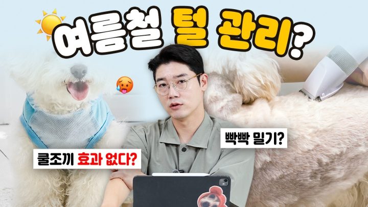 쿨조끼가 효과 없는 강아지도 있다?💥 털 종류에 따른 여름철 관리법 | 설채현 행동학 수의사