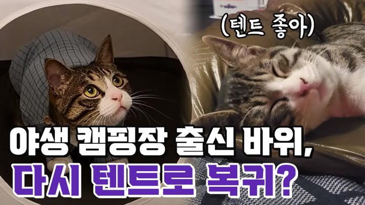 (ENG)이건 못 참지! 😼 고양이텐트 ! 바위의 첫 텐트 첫 피칭