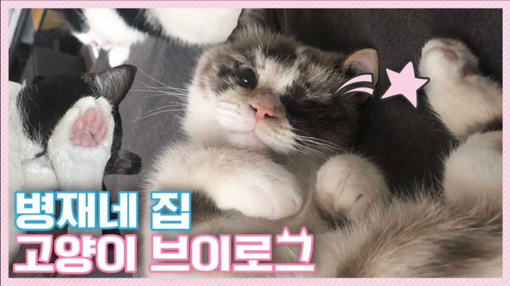 "가히 최고"라고 말할 수 있는 병재네 집 고양이 브이로그😻🐈