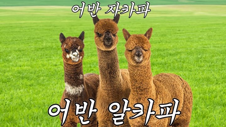 [MV] 어반자카파 - 어반 알카파