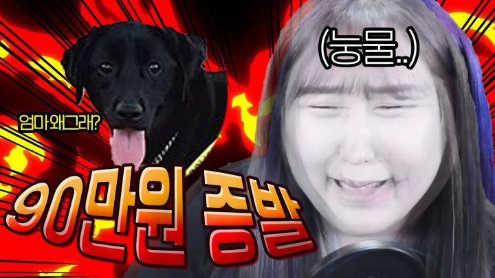 90만원짜리 명품 개껌을 소개합니다