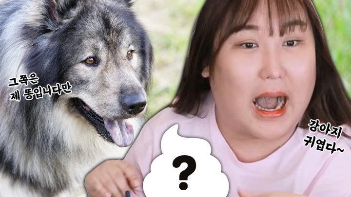 강아지 분양사기 썰