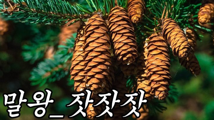 [한시간 듣기] 말왕 - 잣잣잣