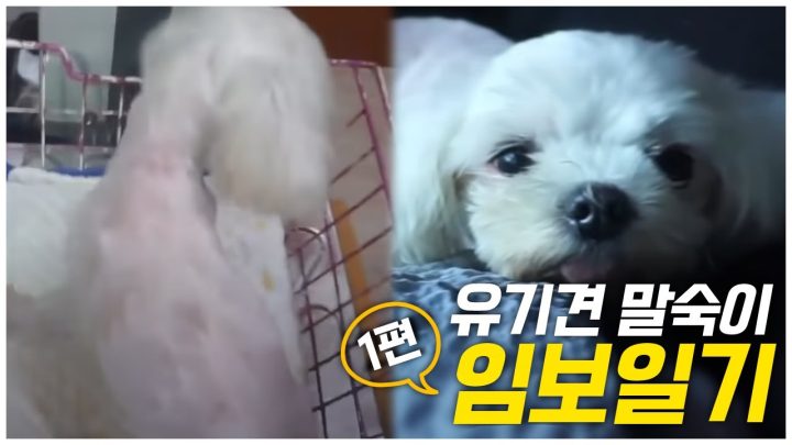 유기견 말숙이의 임보일기 1편
