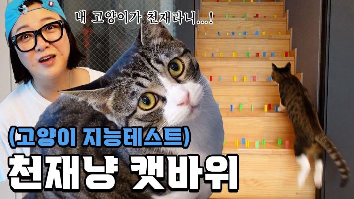 (ENG)캣바위 천재설 과연 진실일까⁉️ㅣ 고양이 지능 테스트 도전!📝