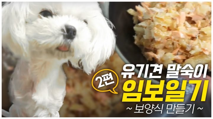 중성화 한 강아지 보양식 만들어주기! [임보일기2]
